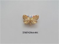 藏品(尺蛾62.1)的圖片